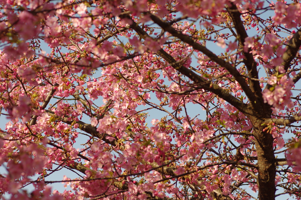 河津桜2020