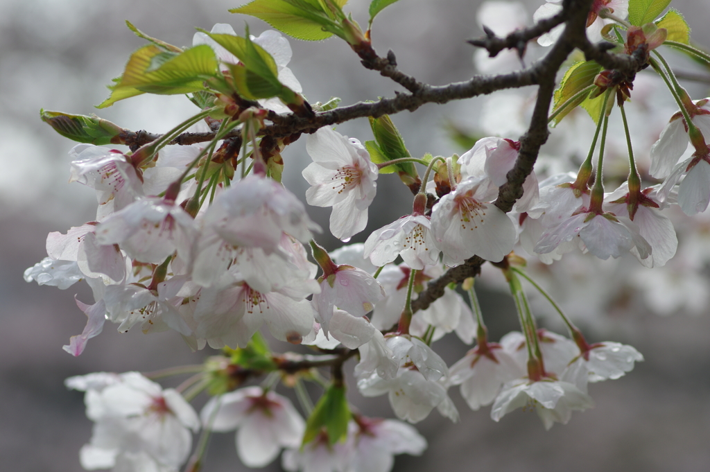 雨上がり一人でお花見