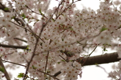 雨上がりお花見2021