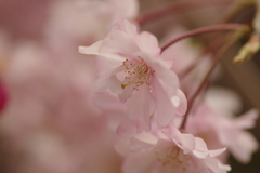 サクラサク別日