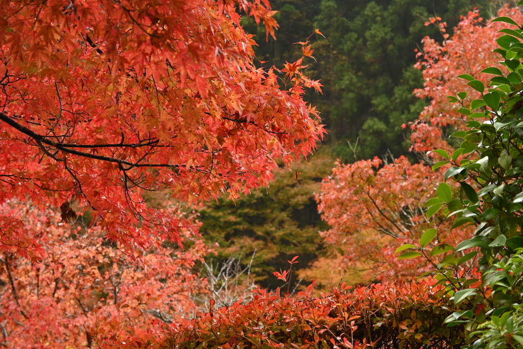 夫婦で紅葉狩り