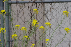 続花見は写真で