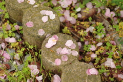 雨上がりお花見2021