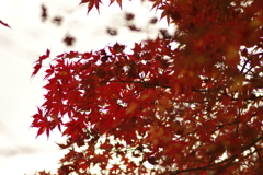 紅葉狩り2019