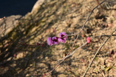 冠梅園