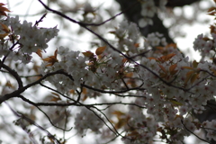 子供を抱えながらの花見