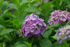 梅雨入りと紫陽花