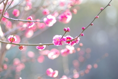 冠梅園
