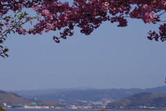 河津桜2021