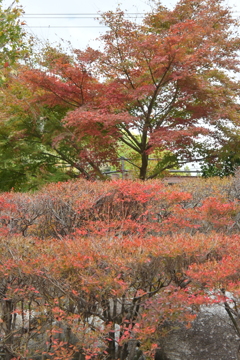 親子で紅葉狩り