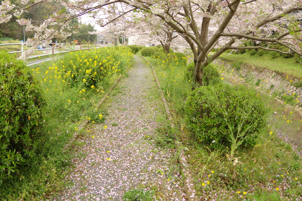 雨上がりお花見2021