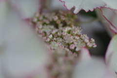 庭紫陽花