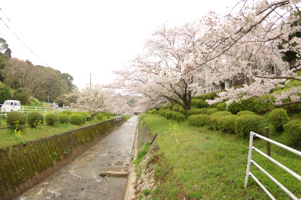 雨上がりお花見2021