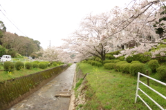 雨上がりお花見2021