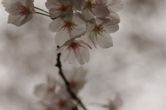 雨上がりお花見2021