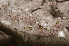 雨上がりお花見2021