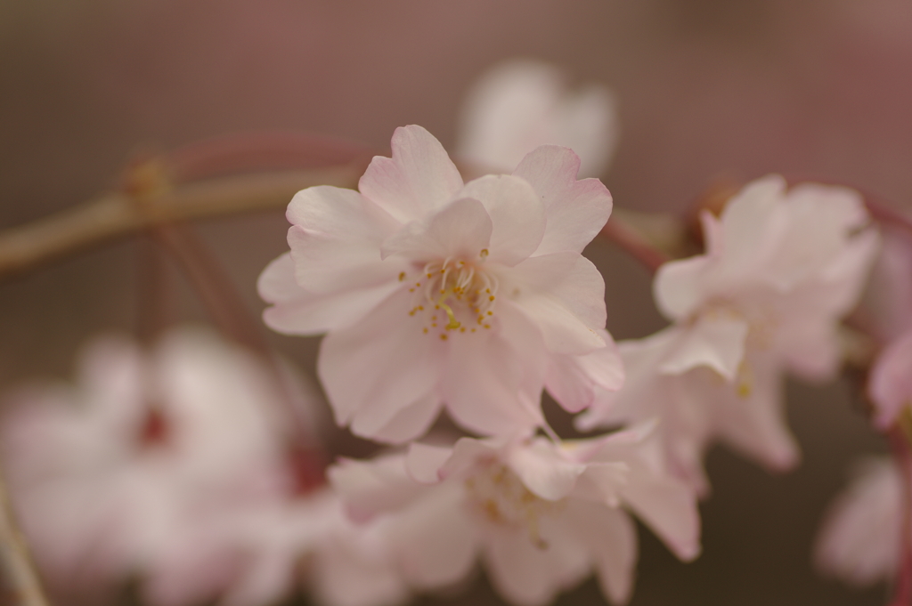 サクラサク別日