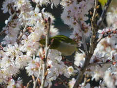 桜とメジロ