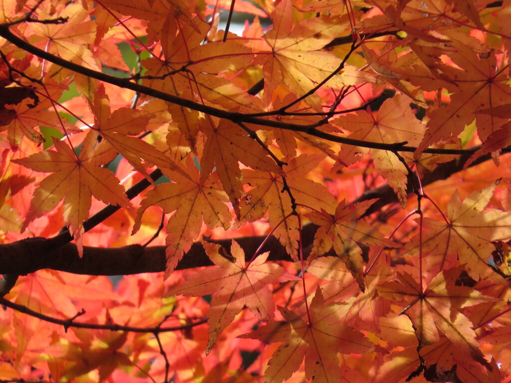 紅葉グラデーション