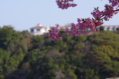 河津桜2021