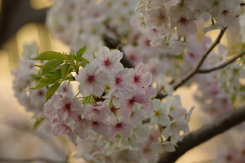 夕暮れ花見