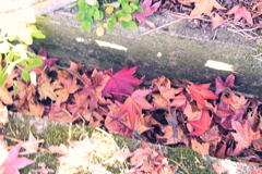 スポーツ公園内でウォーキング撮影