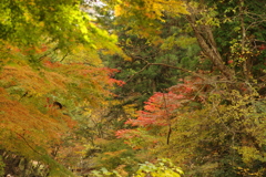 紅葉狩り２０２１