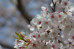 今年の桜は見頃が撮れず