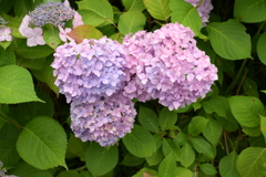 一眼持ってあじさい園へ