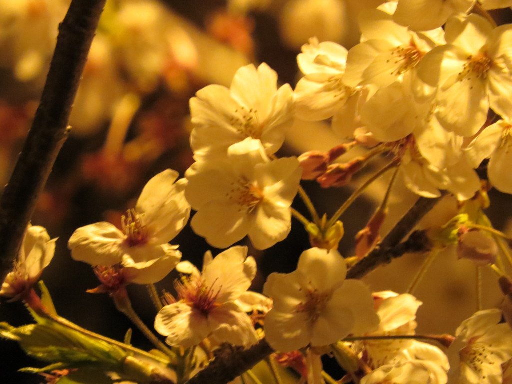 街灯桜４