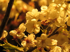 街灯桜４