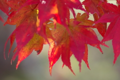 伊藤公記念公園の紅葉