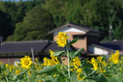 季節外れの向日葵畑