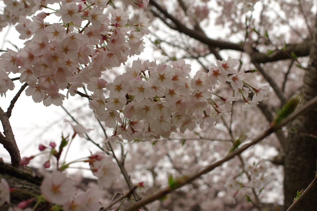 雨上がりお花見2021