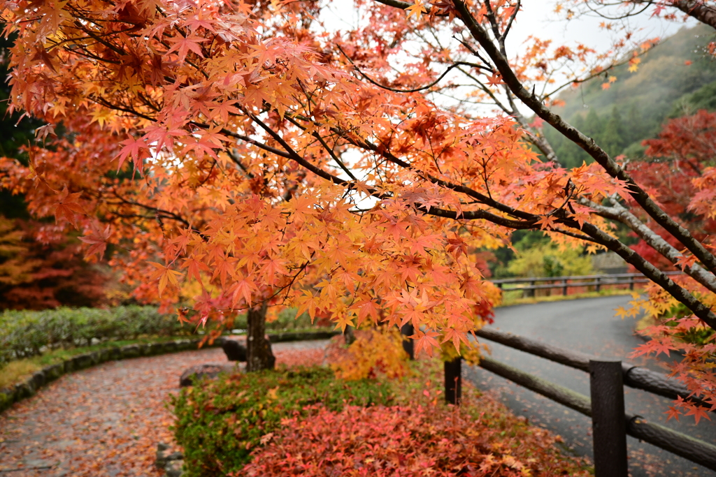 夫婦で紅葉狩り