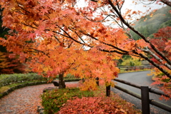 夫婦で紅葉狩り