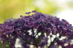 庭紫陽花