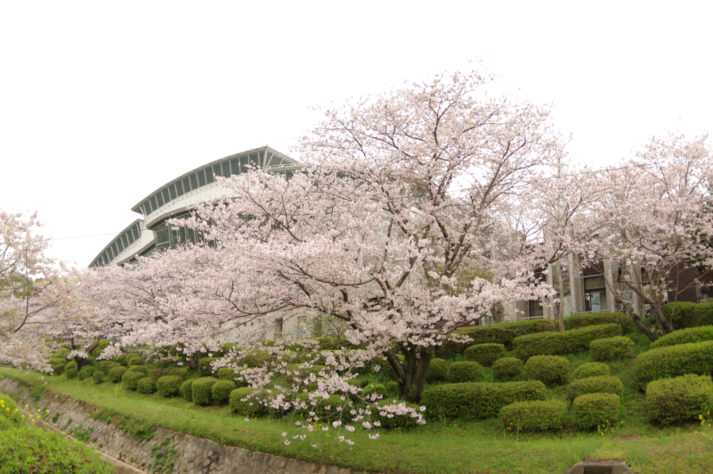 雨上がりお花見2021