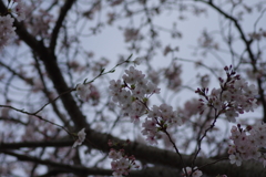 子供を抱えながらの花見