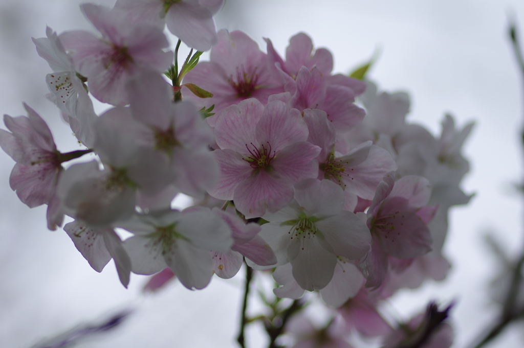 子供を抱えながらの花見