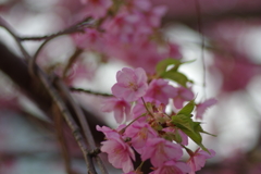 家族で河津桜