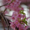 家族で河津桜