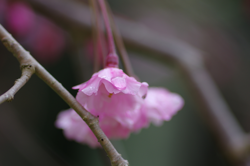 雨上がり一人でお花見