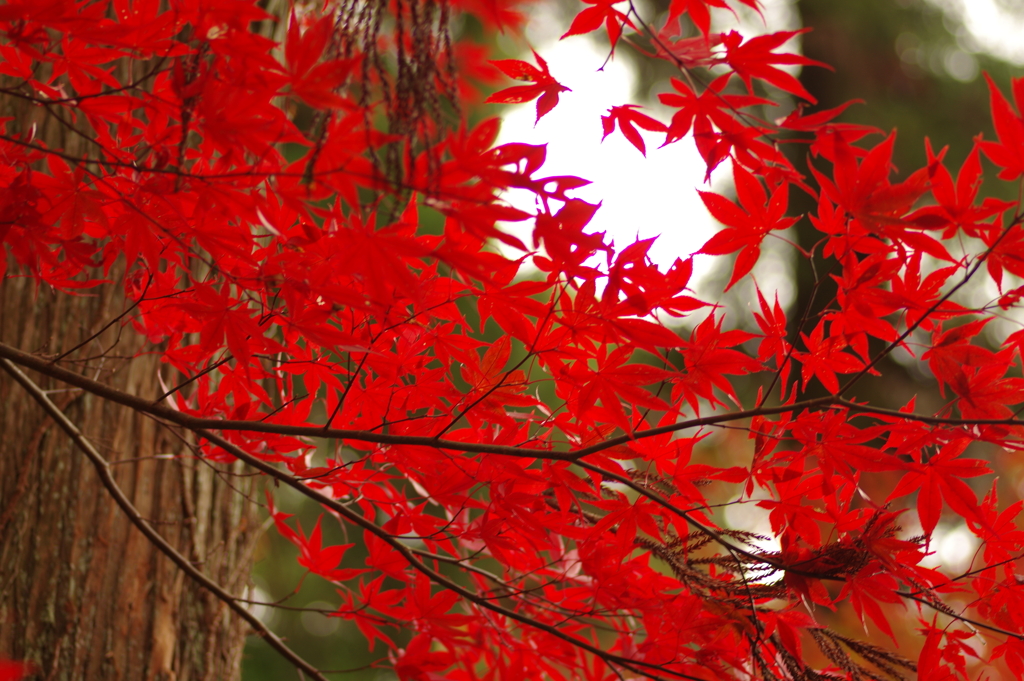 紅葉狩り２０２１