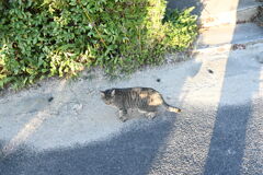 一眼練習猫撮りW