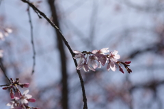いつもの花見スポットで