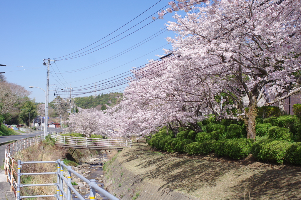 朝の花見