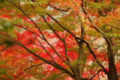 紅葉狩り2019