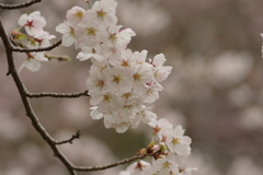 春の訪れ