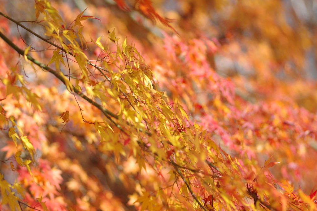 伊藤公記念公園の紅葉